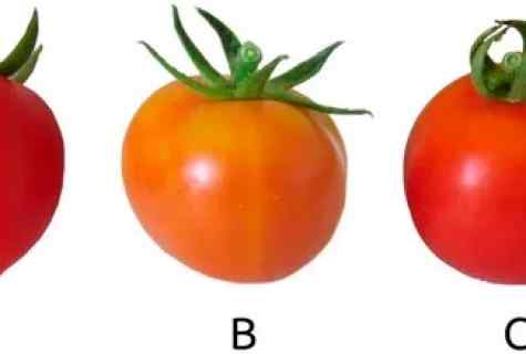 What grades of tomatoes best of all are suitable for conservation
