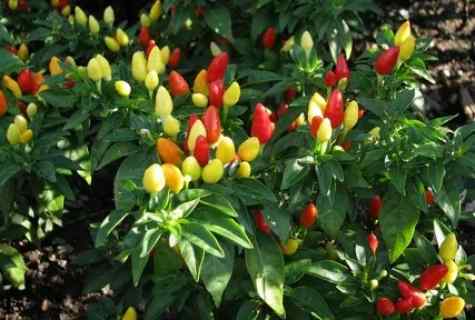 How to grow up decorative pepper