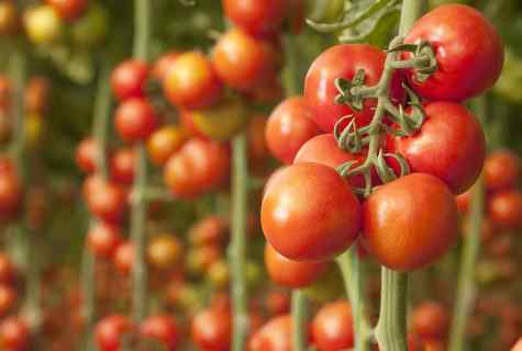 What grades of tomatoes to choose for landing
