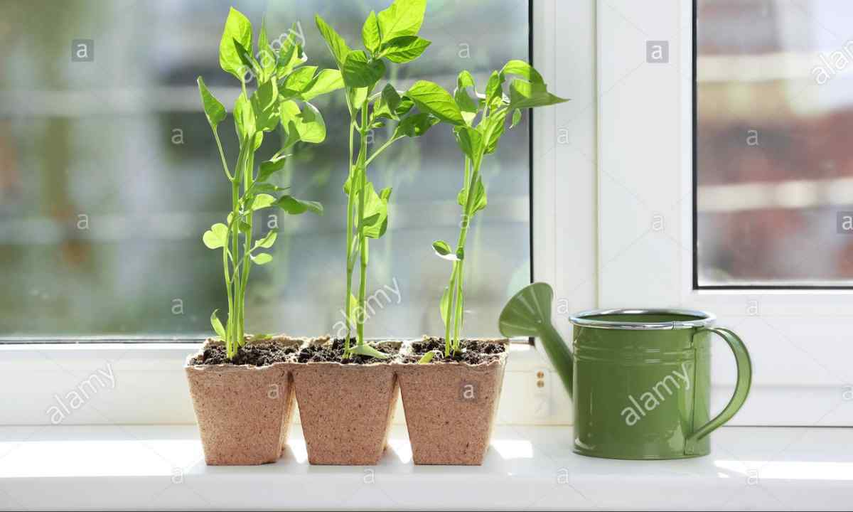 How often to water pepper seedling at window