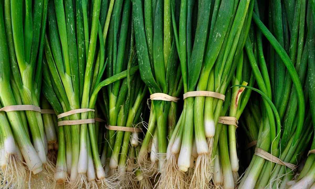 We grow up onions on greens by New year: easily and simply
