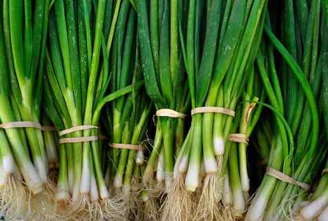We grow up onions on greens by New year: easily and simply