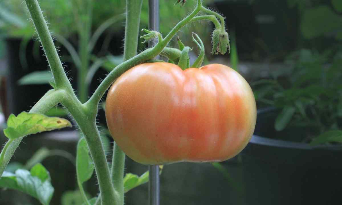 How to grow up tomatoes in cold summer