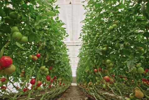 What grades of tomatoes for greenhouses the earliest