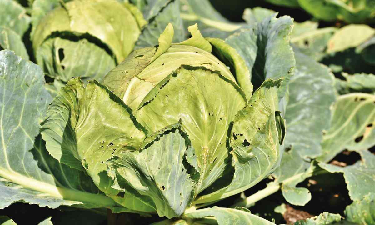 How to struggle with plant louse on cabbage