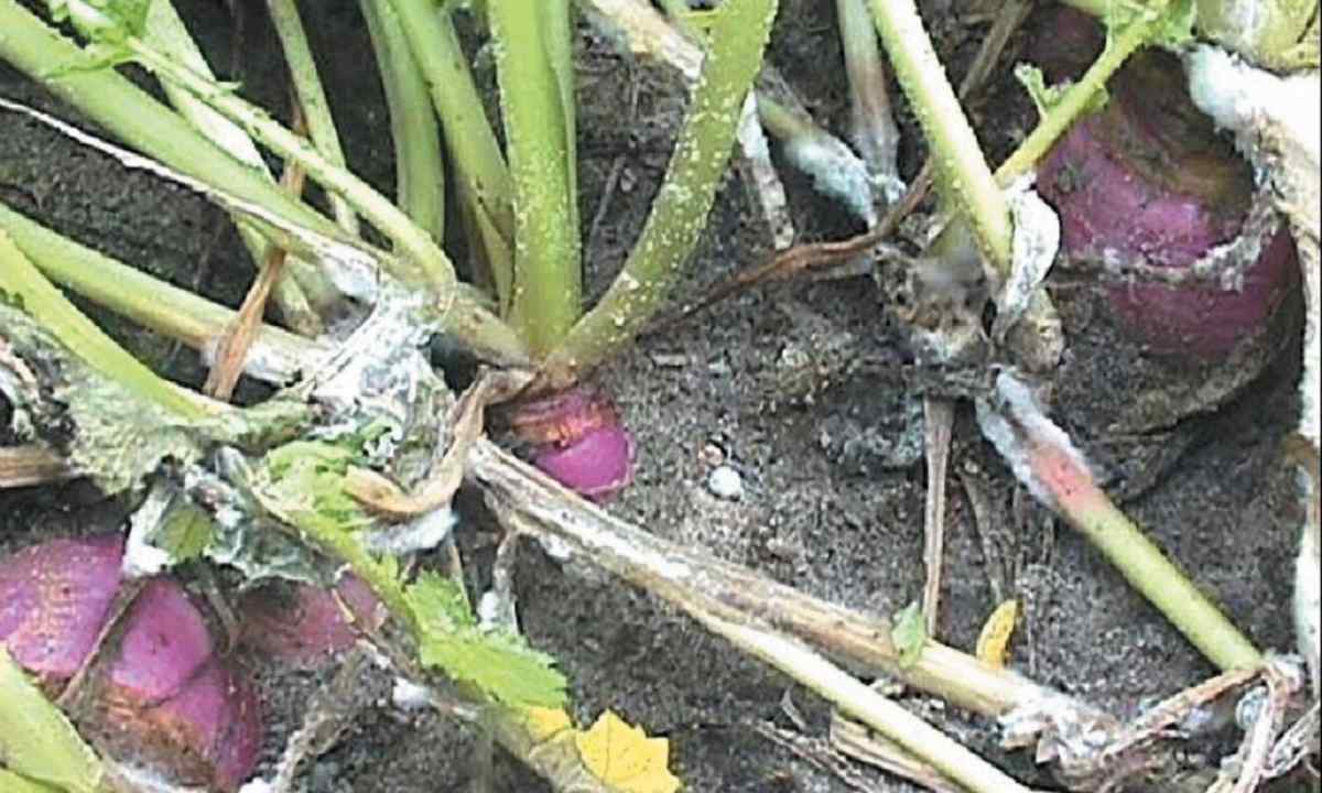 How to protect plants from wreckers and diseases folk remedies