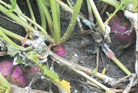 How to protect plants from wreckers and diseases folk remedies