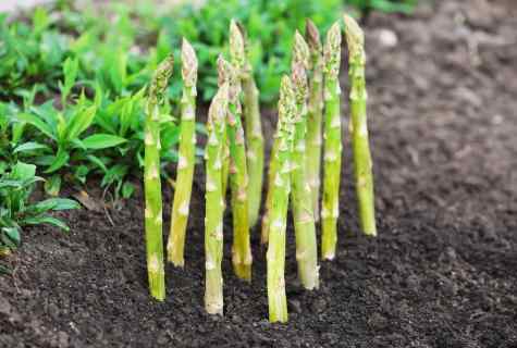As the asparagus grows