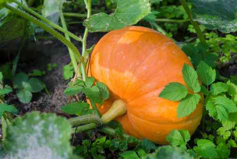 How to define ripeness of pumpkin on bed