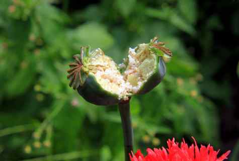 What flowers seeds to plant in August