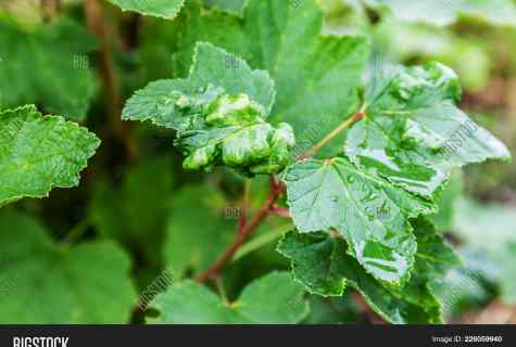 Easy ways of protection of blackcurrant against diseases and wreckers