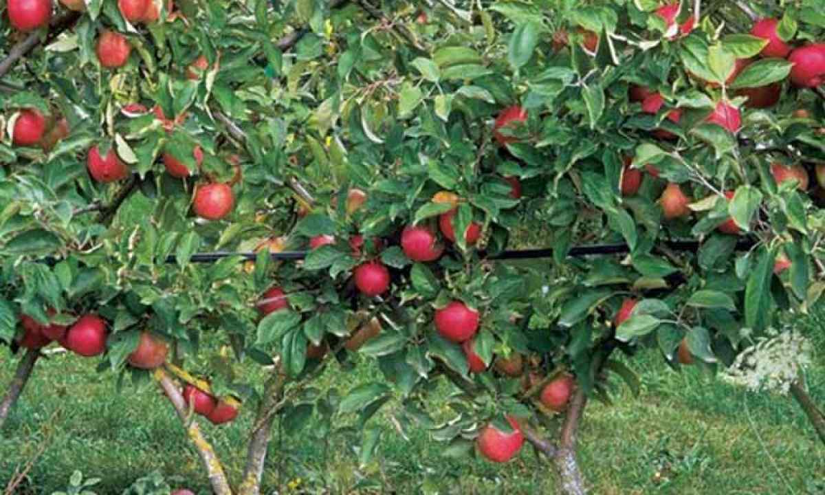 Cultivation of columnar apple-trees