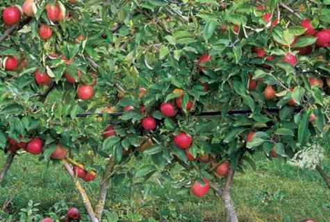 Cultivation of columnar apple-trees
