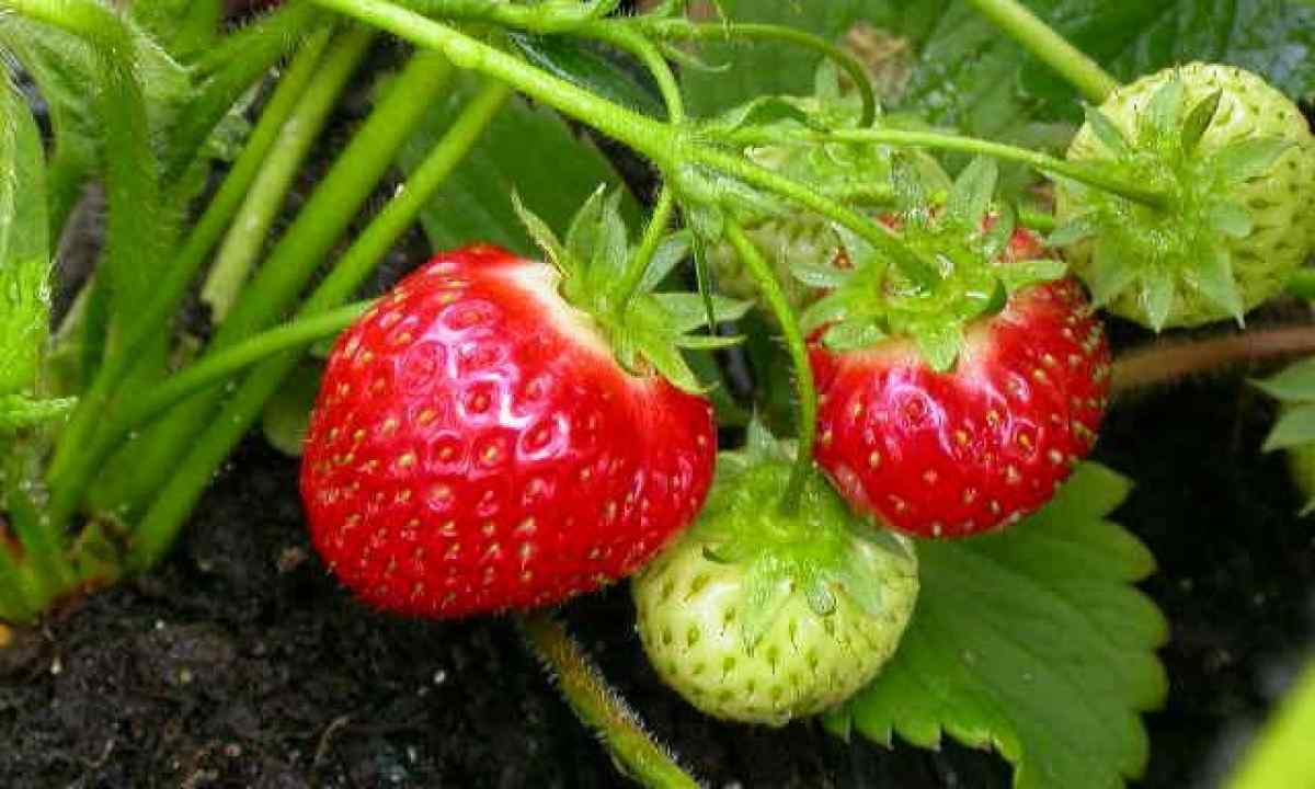 Wild strawberry garden – cultivation and leaving