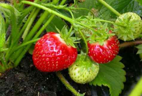 Wild strawberry garden – cultivation and leaving