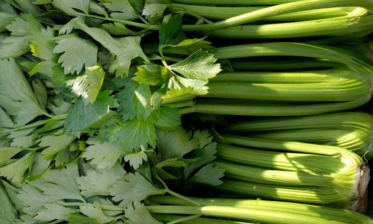 How to sow celery