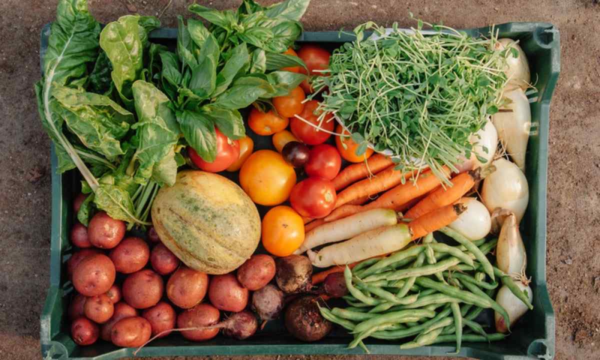 How to grow up organic vegetables