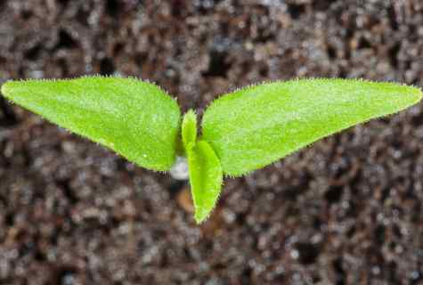 Why seedling of pepper has stopped in growth and what to do