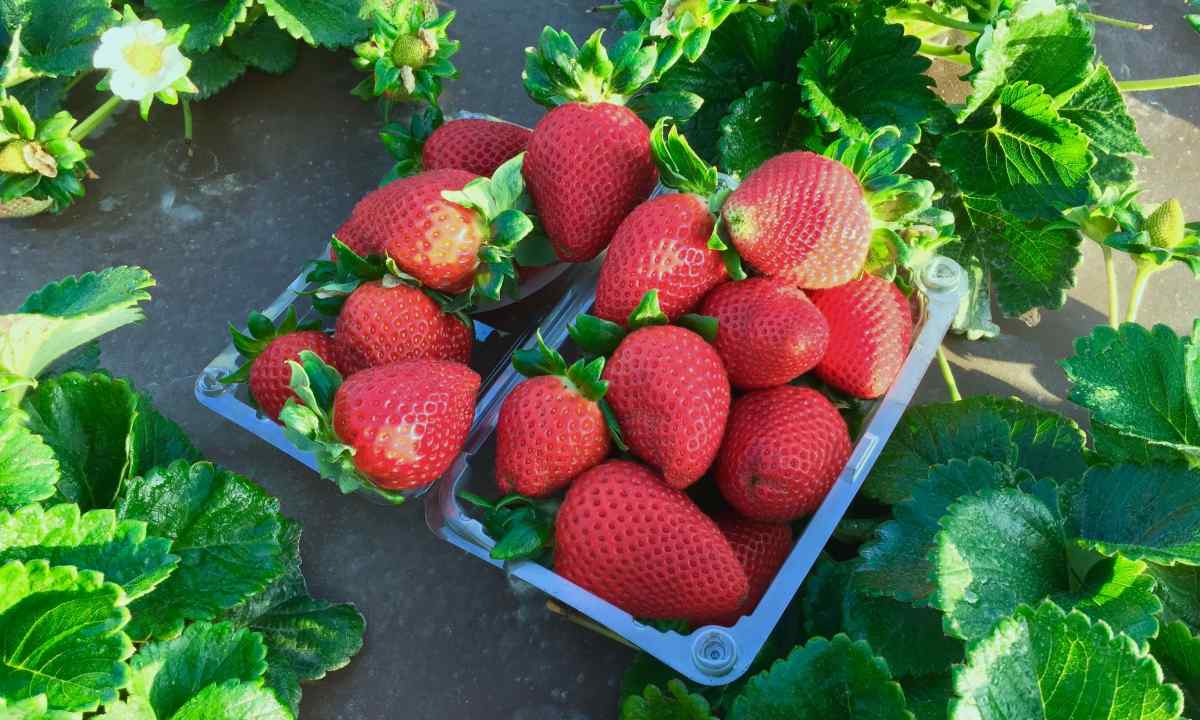 Chamora Turusi strawberry: description, characteristics, agrotechnology of cultivation
