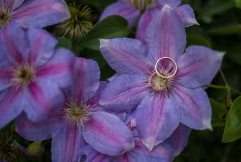 How to multiply clematis
