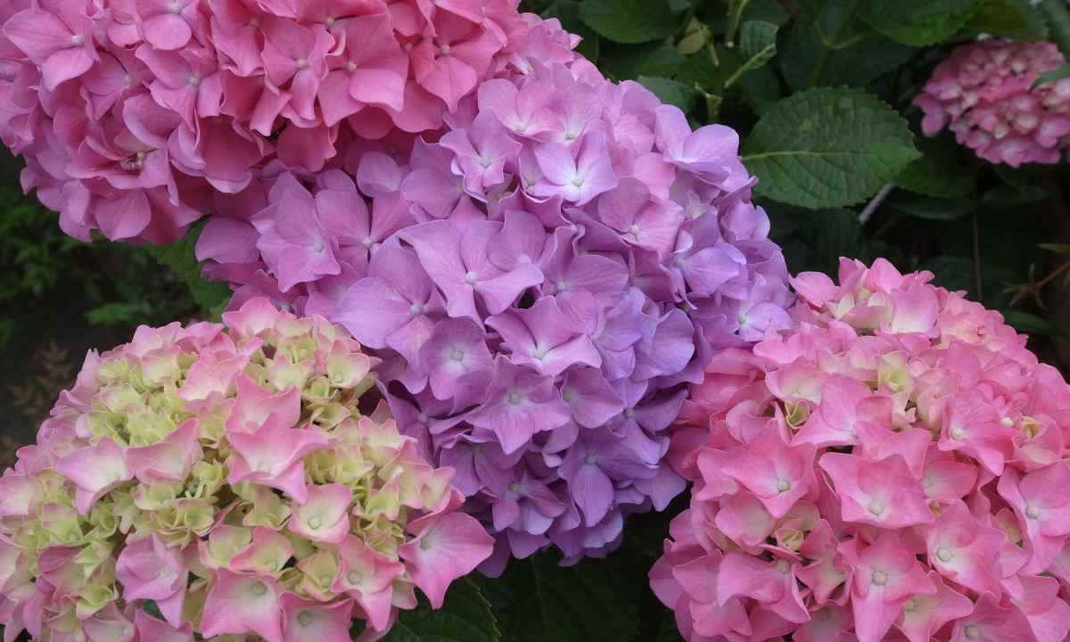 How to cover hydrangea in the fall for the winter