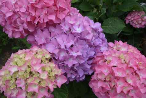 How to cover hydrangea in the fall for the winter