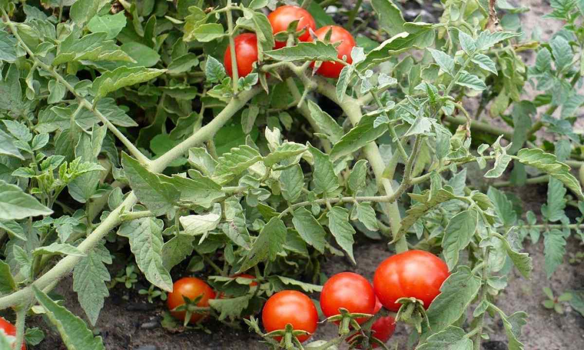 How to fight against phytophthora on tomatoes folk remedies
