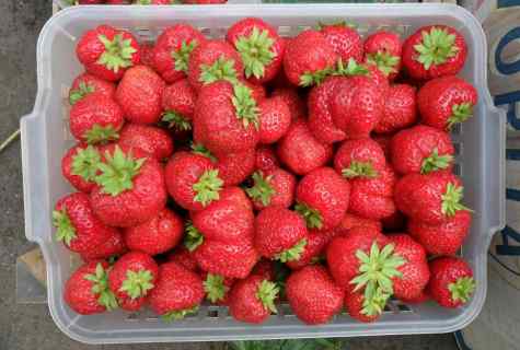 Grade strawberry Albion: rules of landing and cultivation
