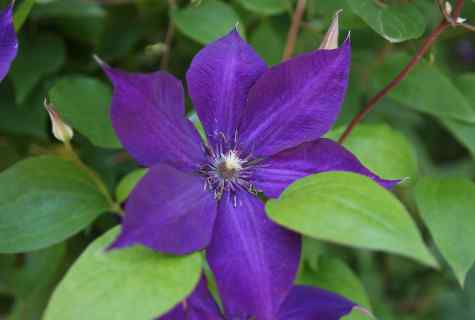 How to grow up clematis