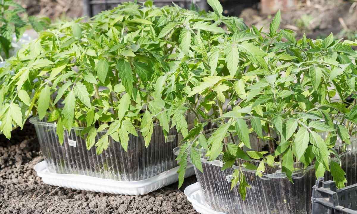 The main mistakes at cultivation of seedling of pepper