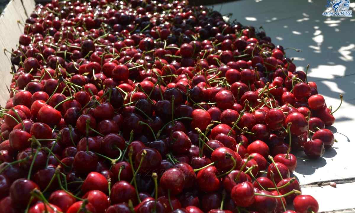 We save cherry harvest