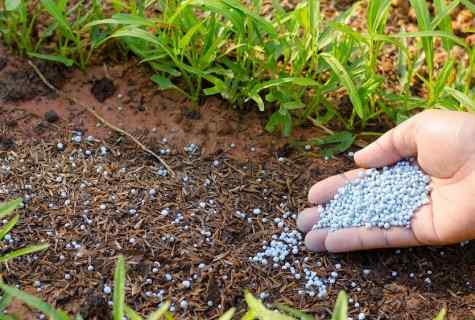 Preparation of the soil and application of fertilizers under flower plants