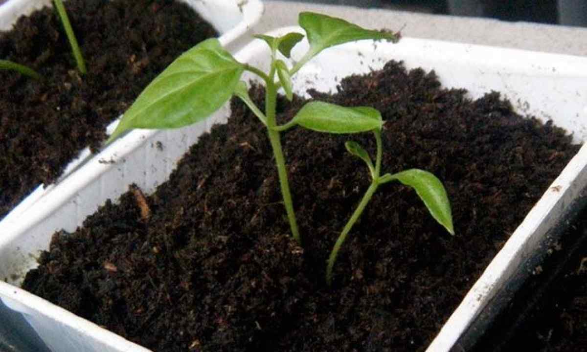 How to grow up strong, good seedling of pepper