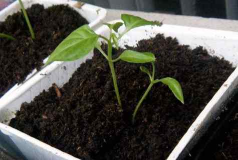 How to grow up strong, good seedling of pepper
