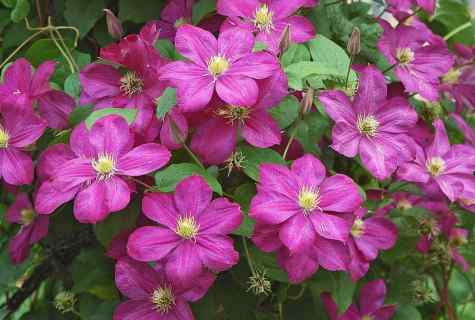 How to plant clematis