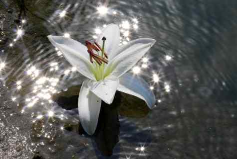 How to make ready for the winter lilies