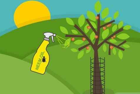 How to fertilize trees
