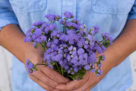 How to put ageratum in seeds
