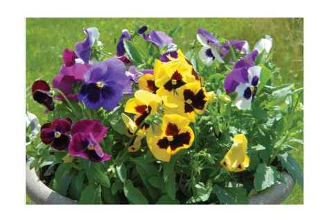 How to grow up pansies from seeds