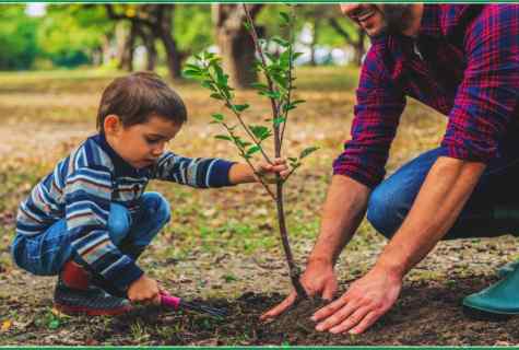 How to plant saplings
