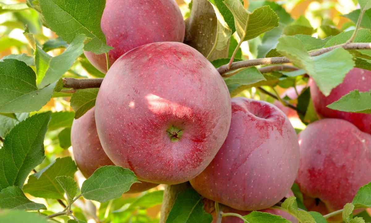 Features of landing and care for apple-tree of grade ""Melba"