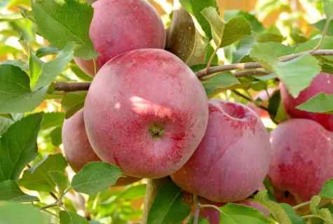 Features of landing and care for apple-tree of grade 