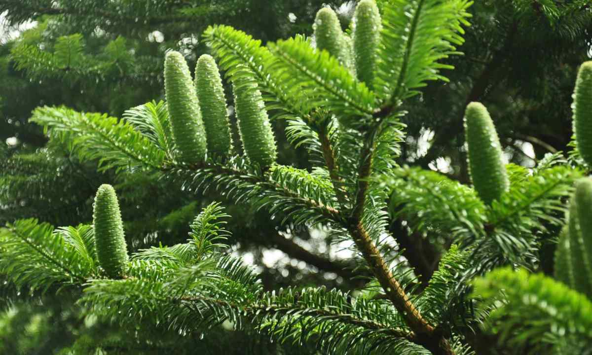 How to plant fir-tree seeds