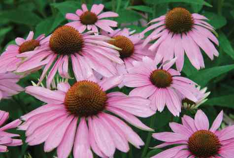 How to grow up coneflower