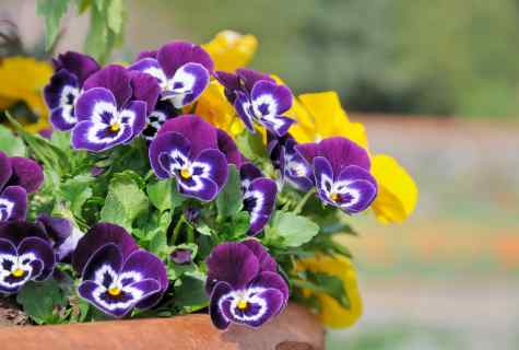 How to grow up pansies