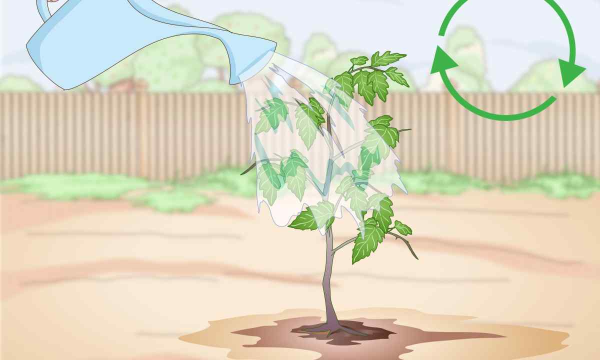 Landing of saplings or how to grow up garden?
