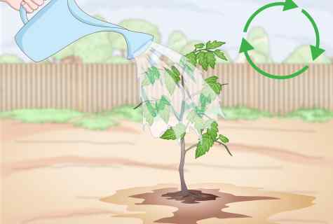 Landing of saplings or how to grow up garden?