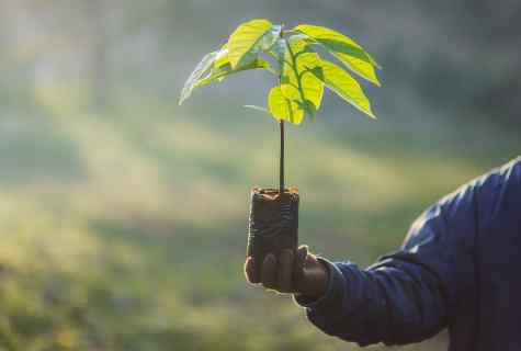 Planting of trees: how to carry out it it is correct