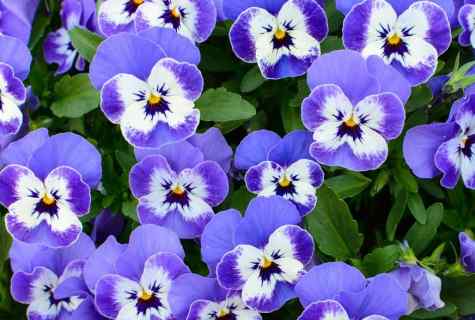 How to plant seedling of pansies