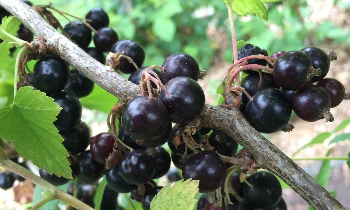 How to grow up blackcurrant